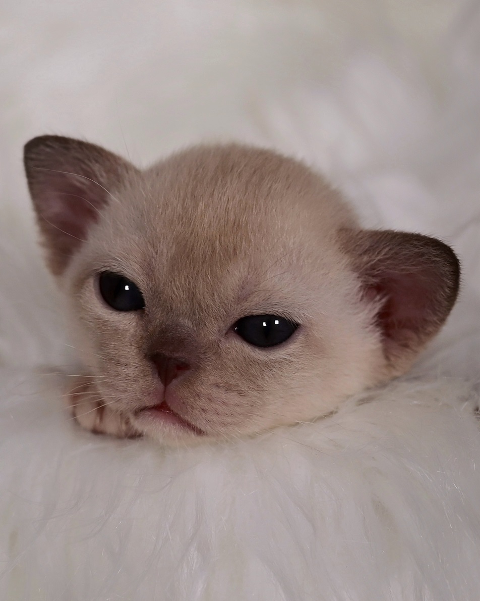 burmansaya.koshka.kupit.pitomnik