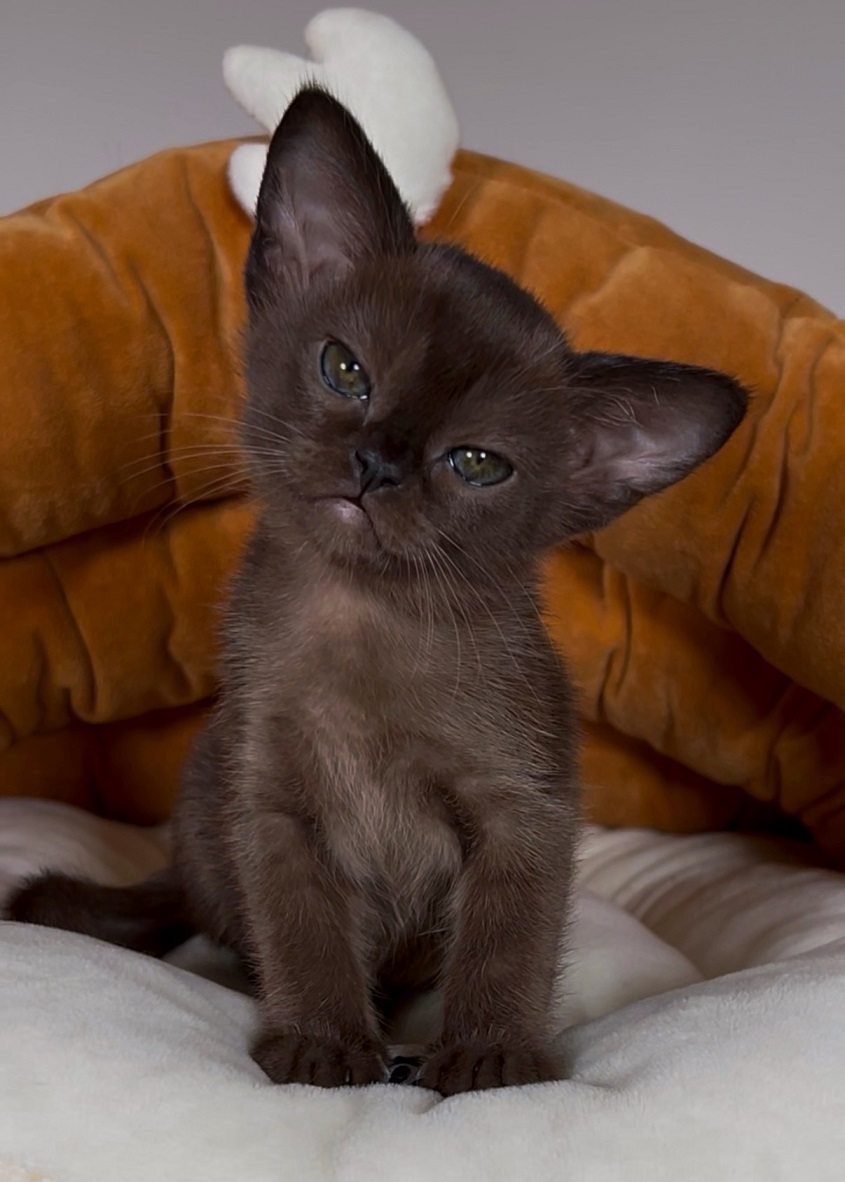 burmanskaya.koshka.kot