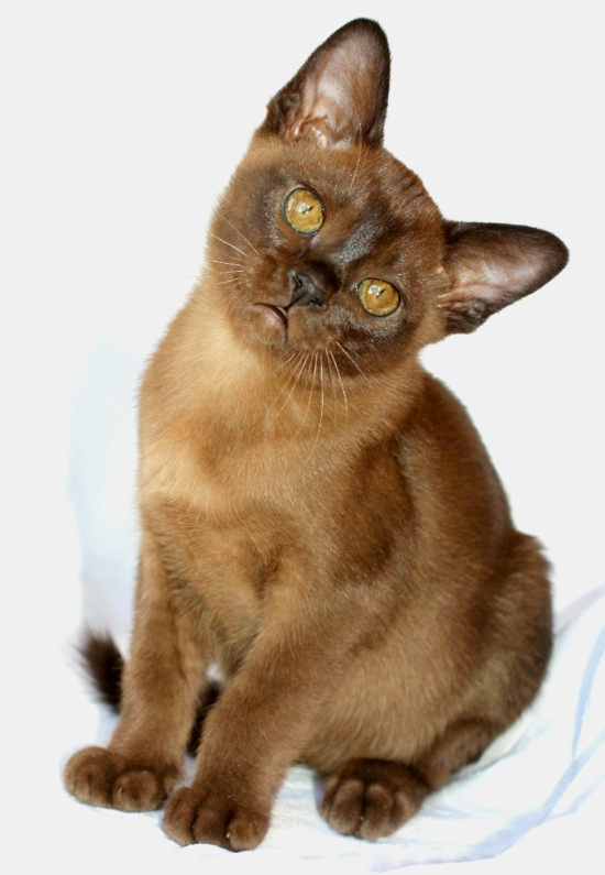 BURMESE Kittens burmese, европейская бурма