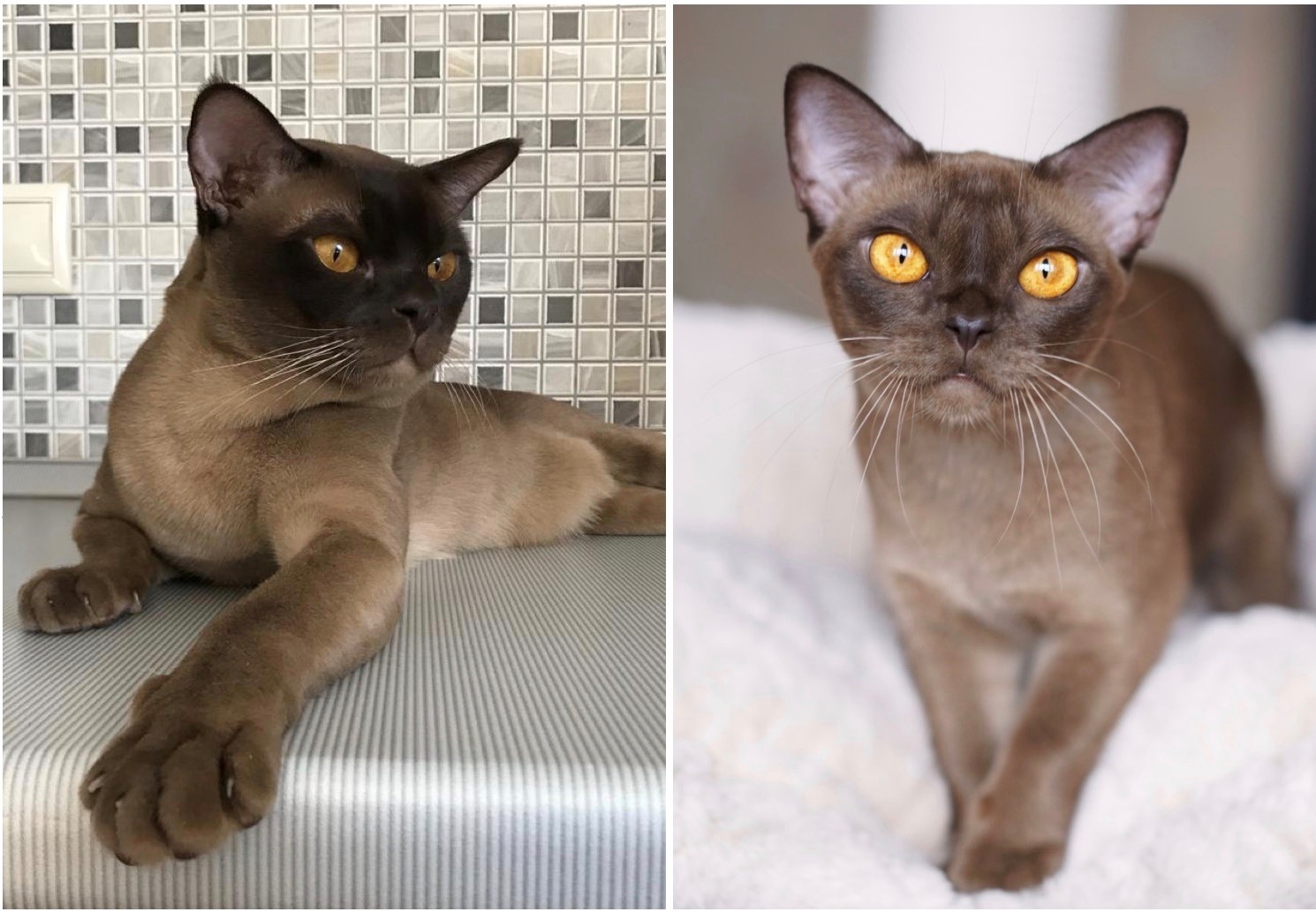 бурманская кошка купить в питомнике в москве