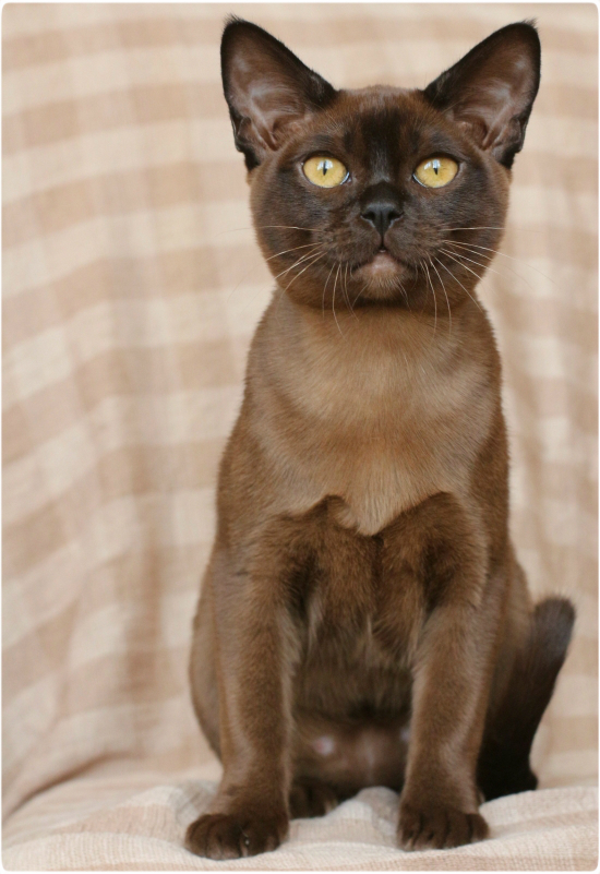 бурманский котенок