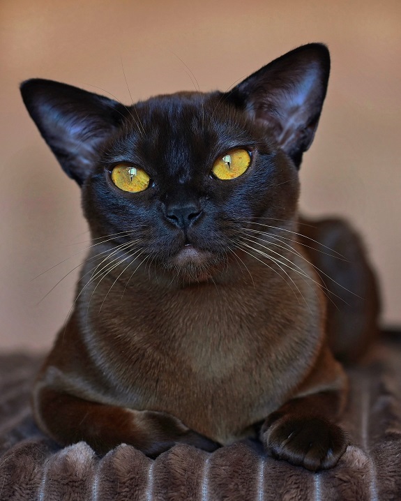 burma.pitomnik.lu4shiy.mosk