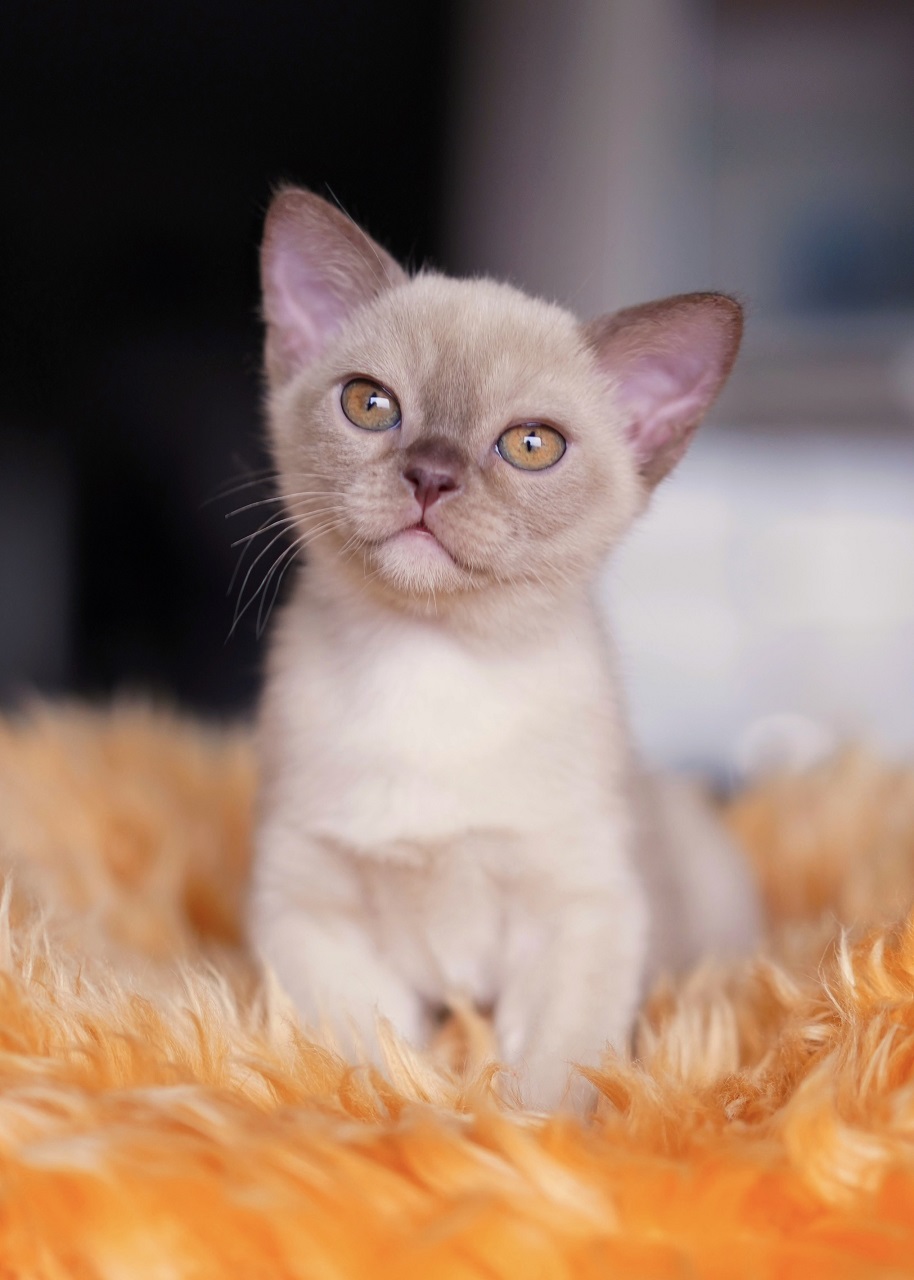 burmanskiy.pitomnik.mo