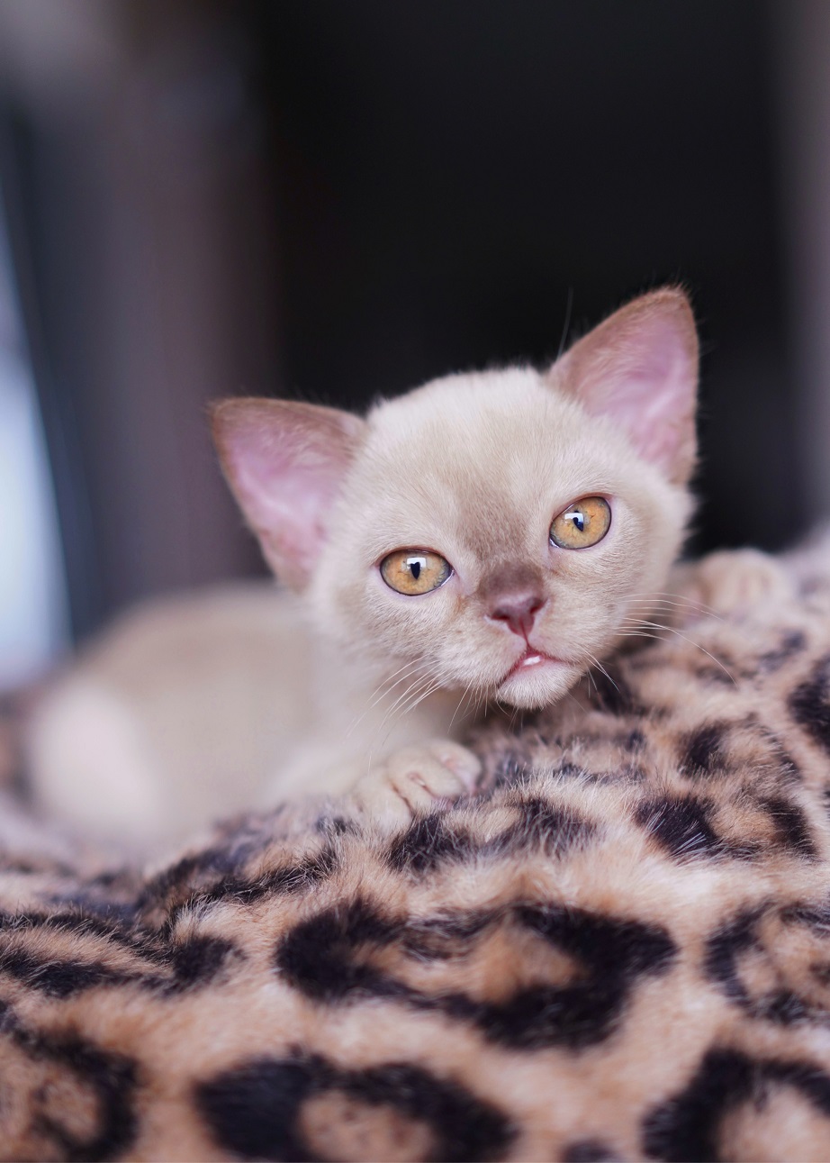 burmanskaya.koshka.pitomnik.moskva.kotenok