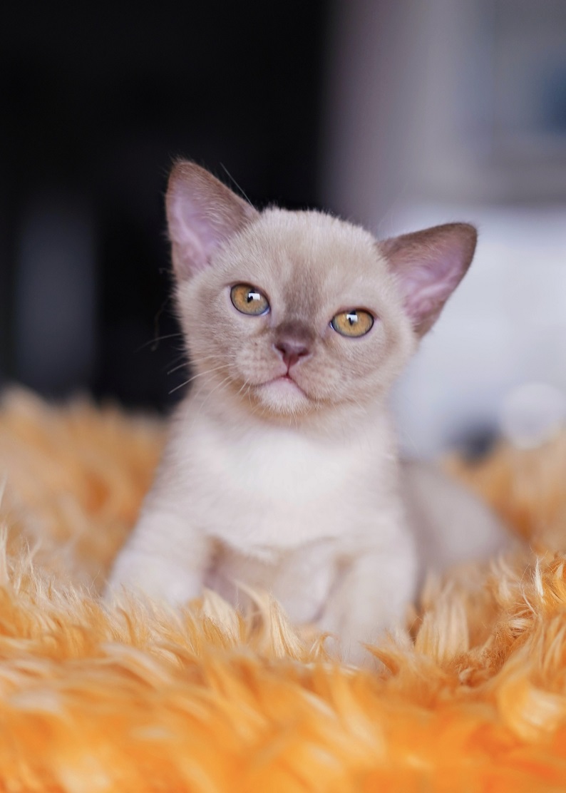 burmanskiy.pitomnik.moskva.koteno4ek