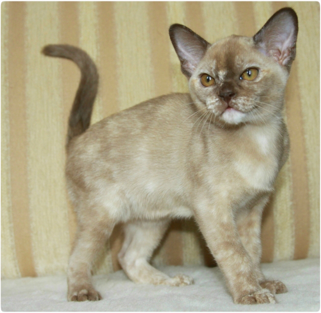 бурманский котенок, бурма, питомник бурманский