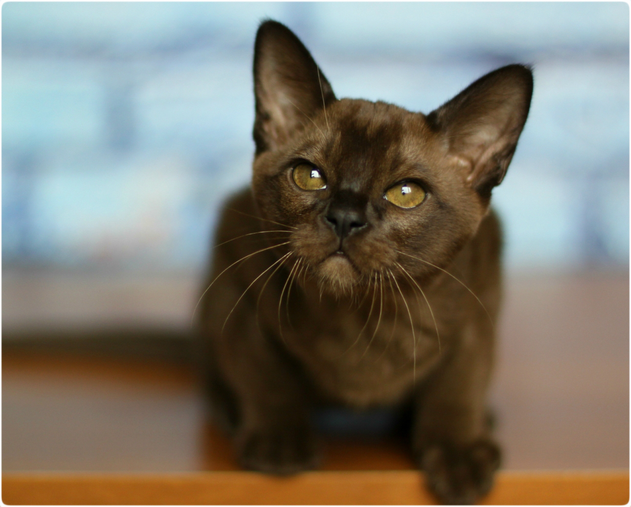 бурманский котенок из московского питомника