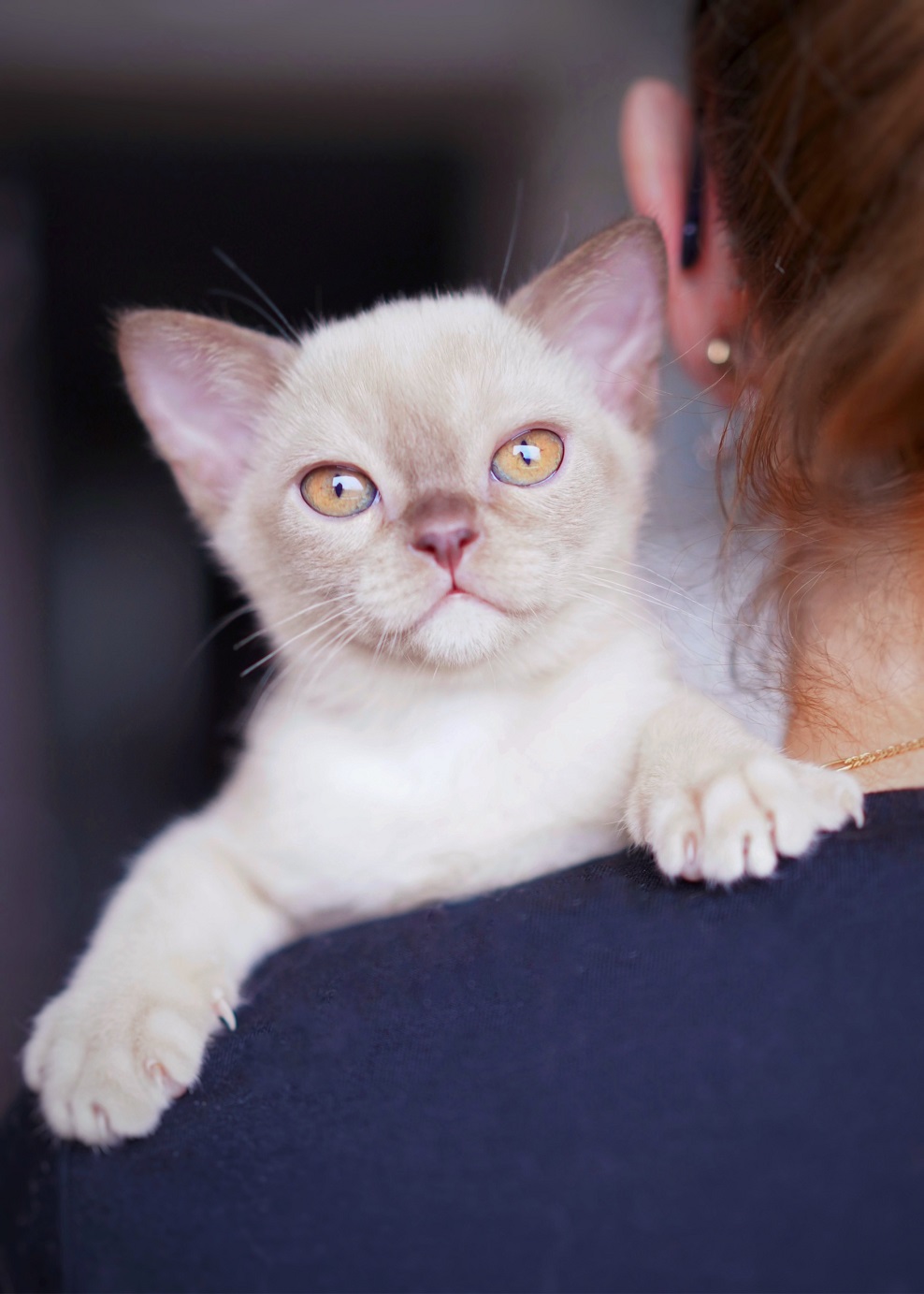 burmanskiy.pitomnik.moskva.koten