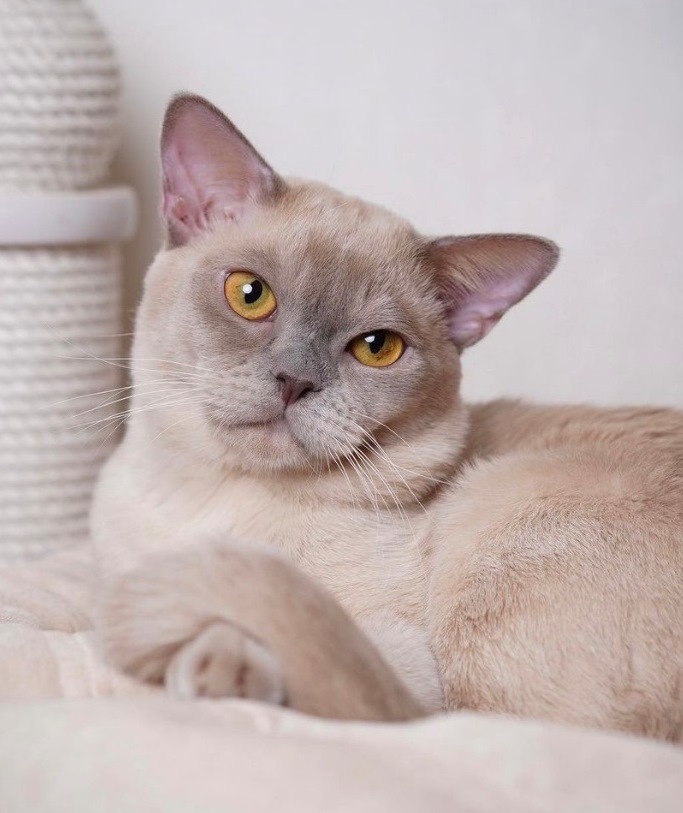 bormese бурманский кот соболиный питомник москва