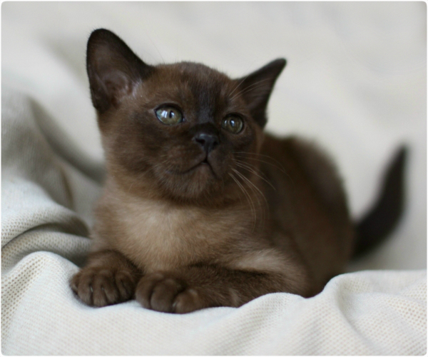 burmese, европейская бурма