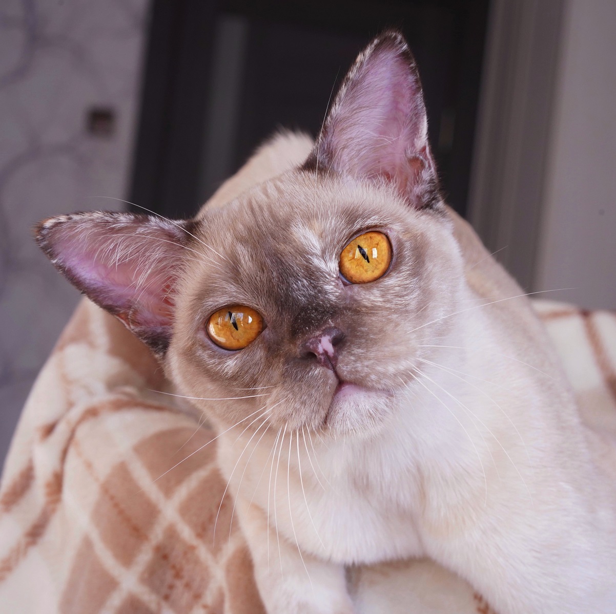 burmanskaya.koshka.pitomnik
