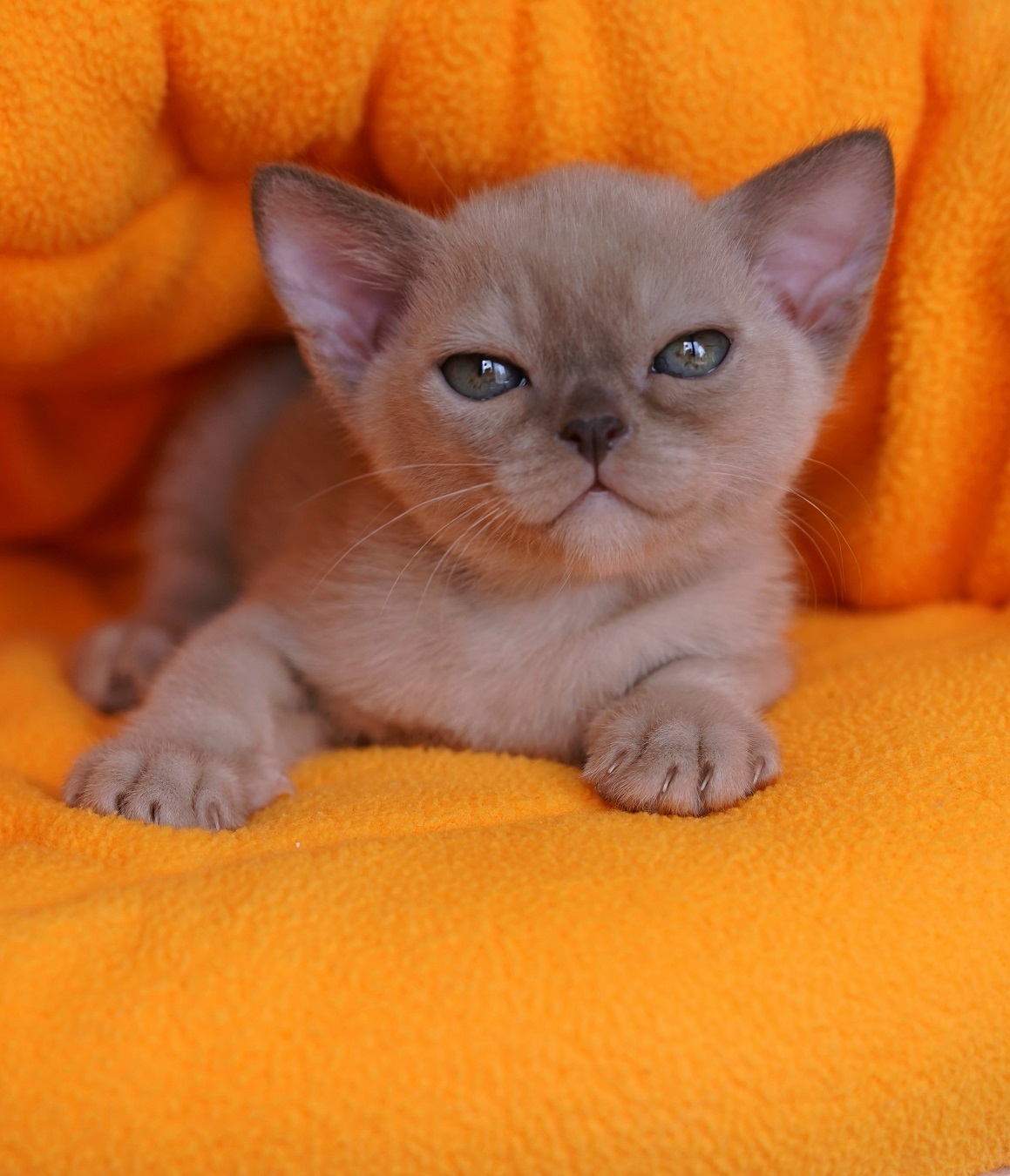 burmanskaya.koshka