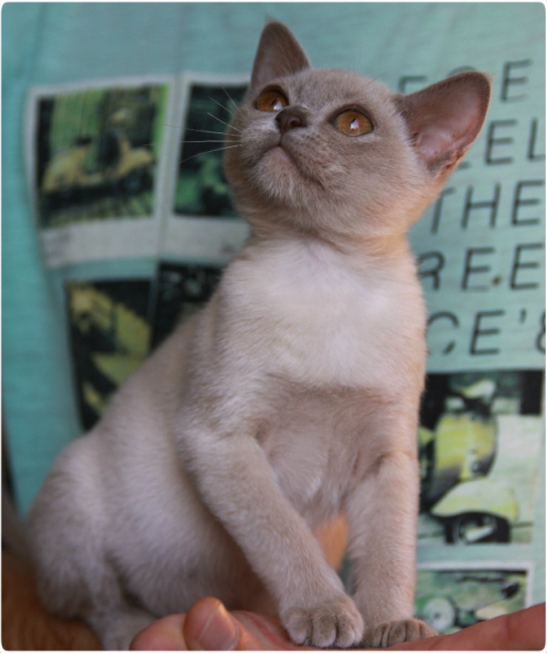 бурманский котенок, питомник бурманский