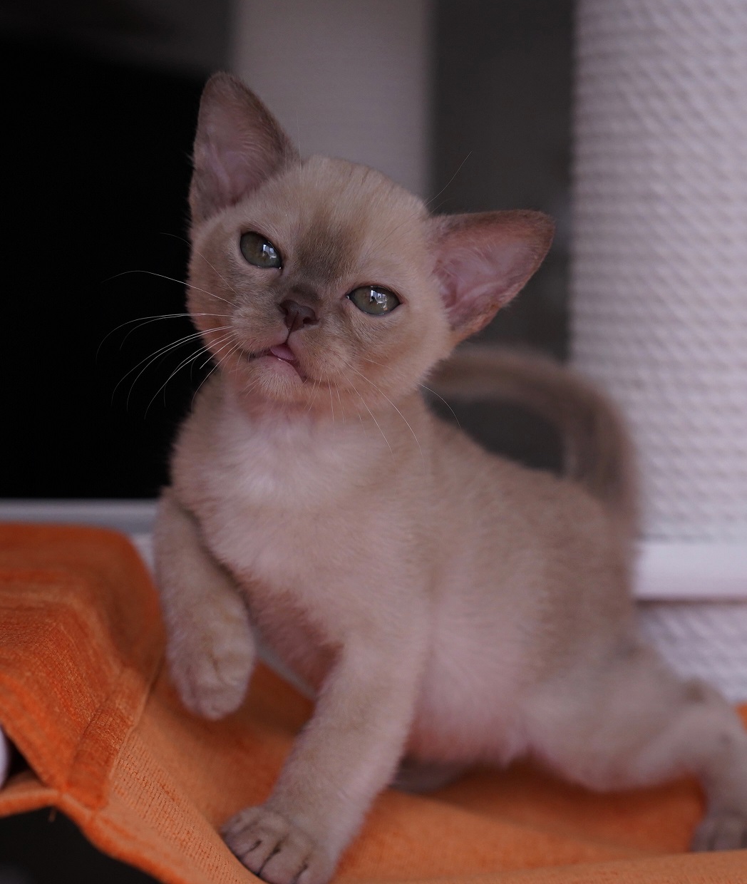 бурманский котенок питомник в москва шоколадный окрас м