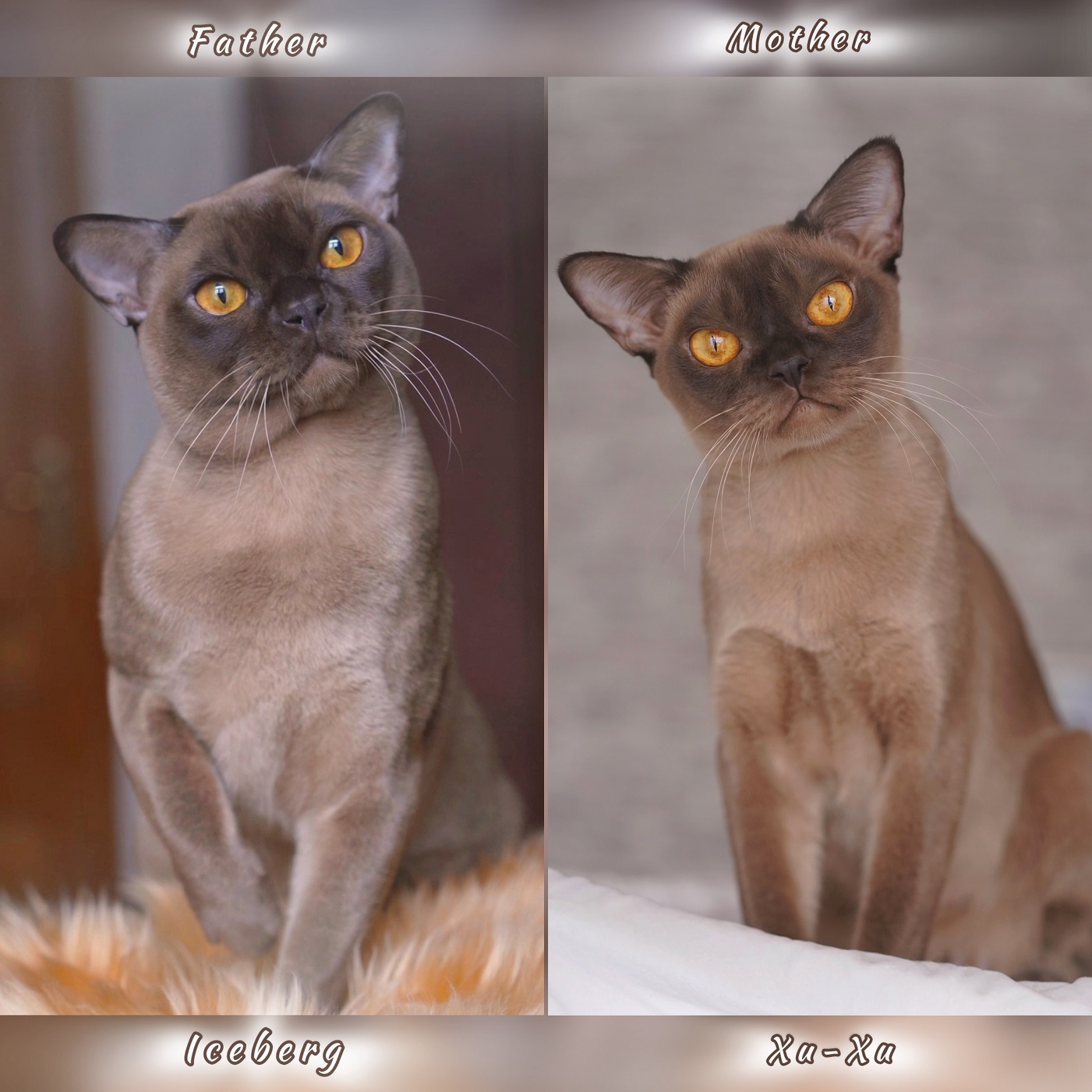 burma.pitomnik.lu4shiy.moslva.mo