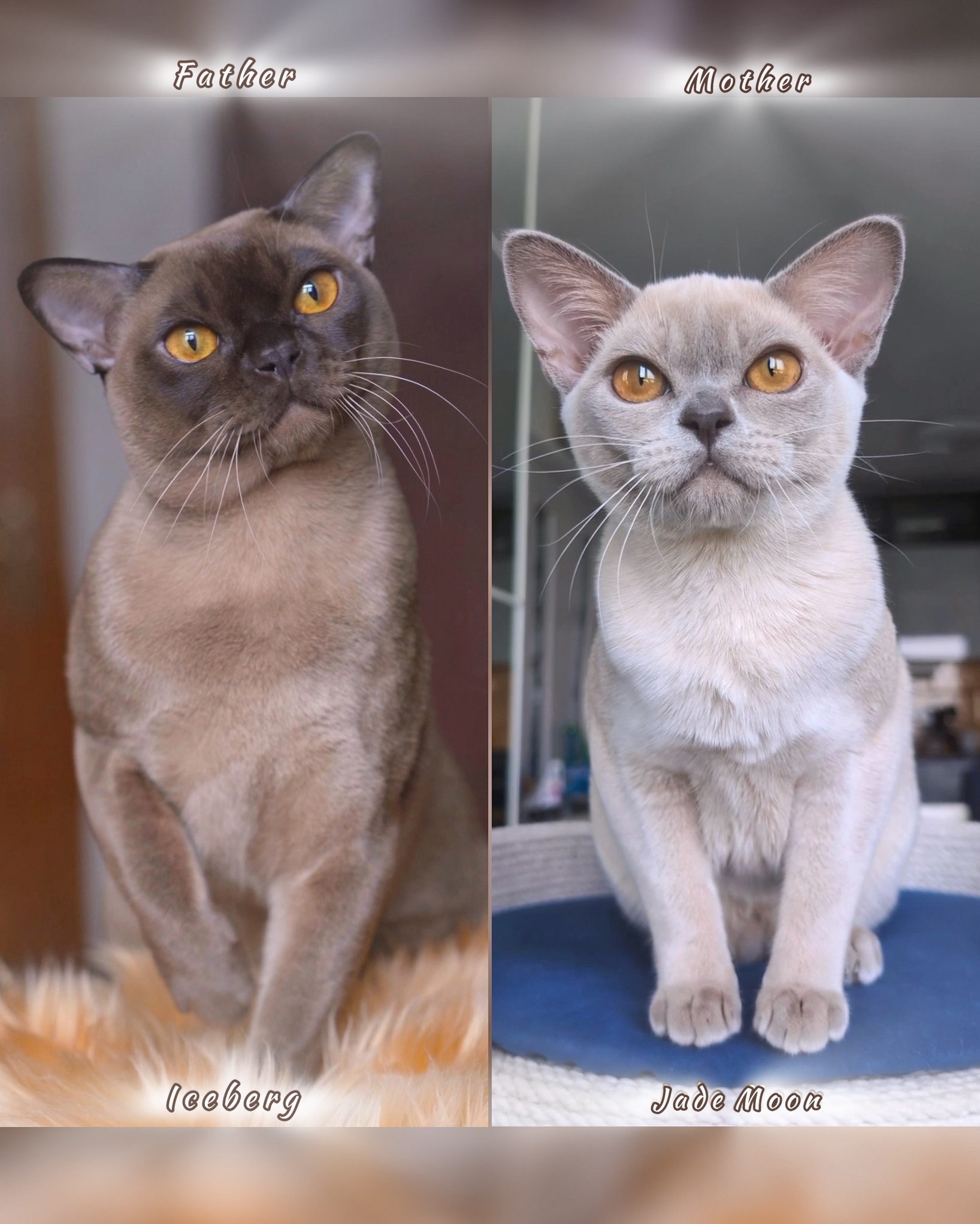 burmanskaya.koshka.kupit.burmansko.koten.pitomnike.mosk