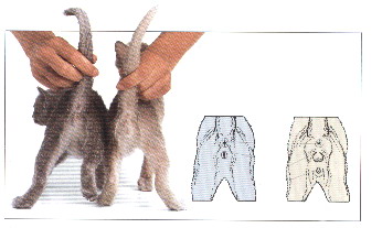 Cat penis. Половые органы у котят котов. Как отличить кошку от кота маленьких.