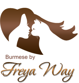 Питомник бурманских кошек Freya Way